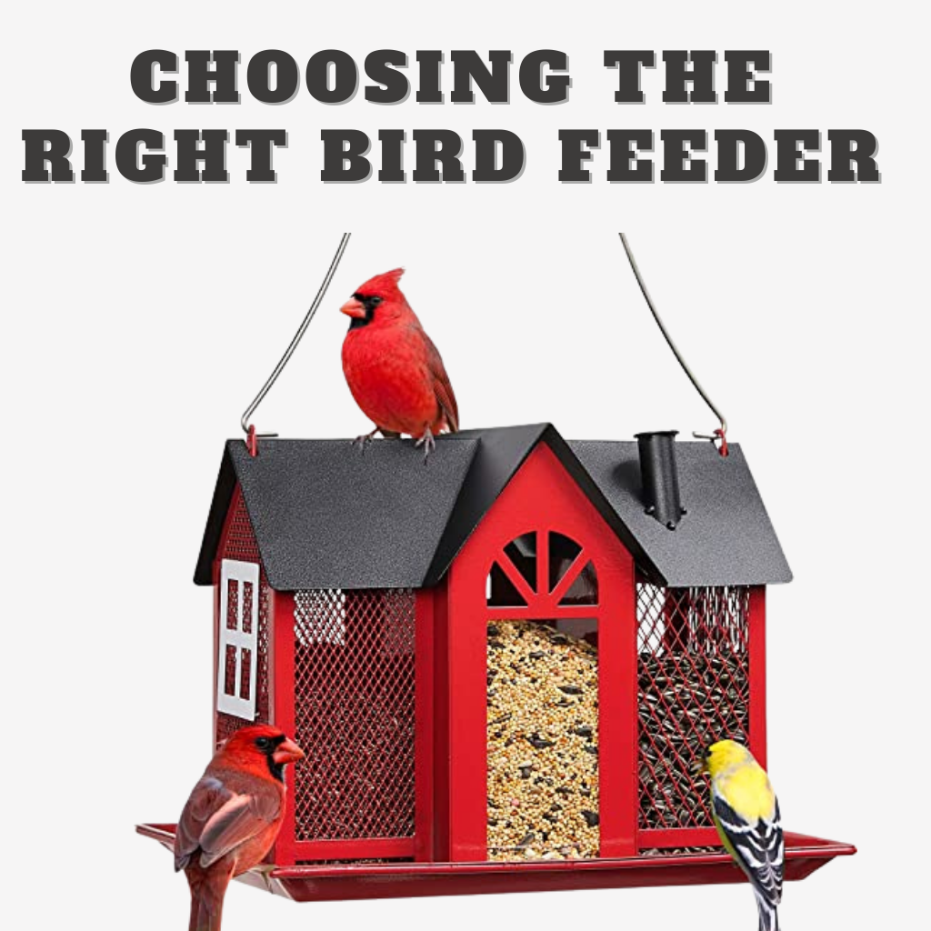 bird feeder