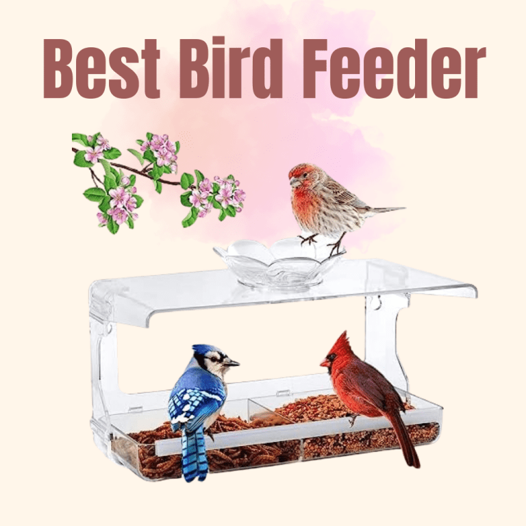 bird feeder