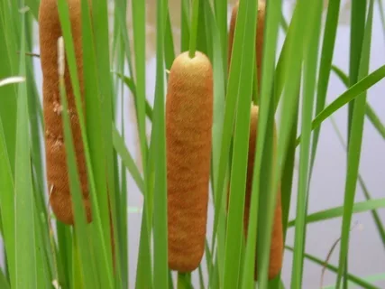 Creating a Natural Pond Edge with Marginal Plants